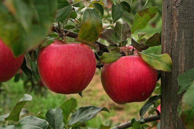 Ripe apples in the apple orchard before harvesting big red\
delicious apples hanging from a tree branch in the fruit garden at\
fall harvest basket of apples autumn cloudy day soft shadow 4k