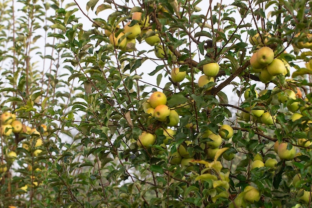 Ripe apples on apple tree branch close-up.