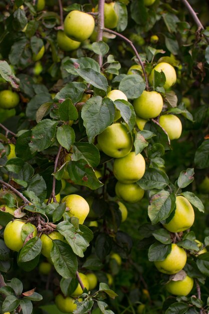 Foto le mele mature sono appese su un albero del frutteto di mele