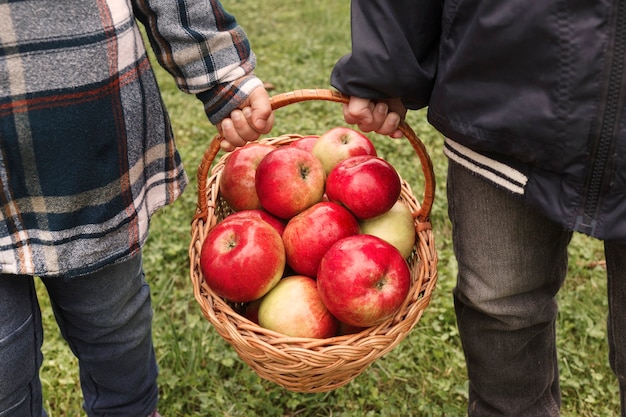 Photo ripe apples in basket in children hands