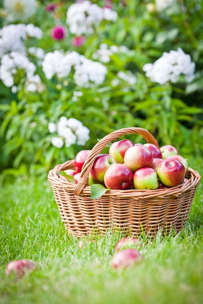 Ripe apples in a basket on the green grass