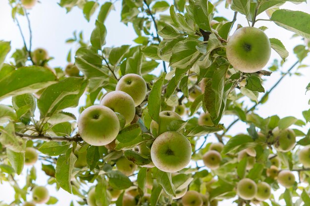 Ripe apples on a branch against the sky