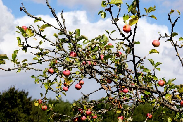 ripe apples on a branch, red apples on a tree in the  garden