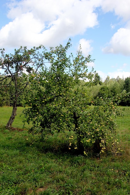 Ripe apples on a branch, red apples on a tree in the garden