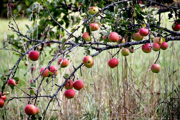 Photo ripe apples on a branch, red apples on a tree in the  garden