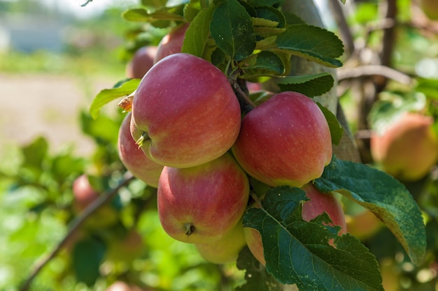 Ripe apples on a branchripe apples hanging on a branch at orchard