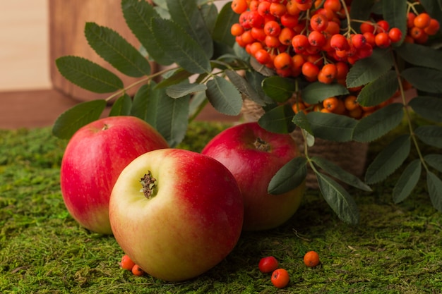 Ripe apples and fruits of red mountain ash with green leaves