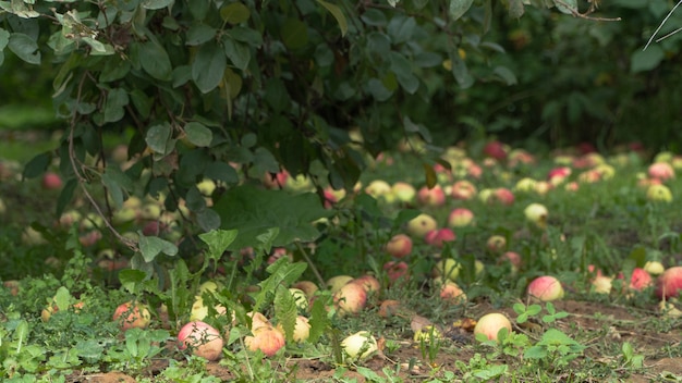 Ripe apples on the ground in the garden