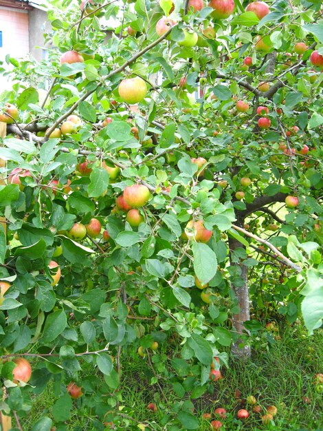 Ripe apples hang on the branches of apple tree