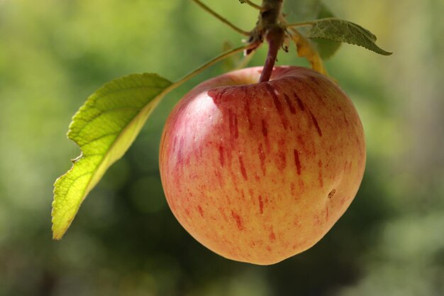 Ripe apples hanging in a tree