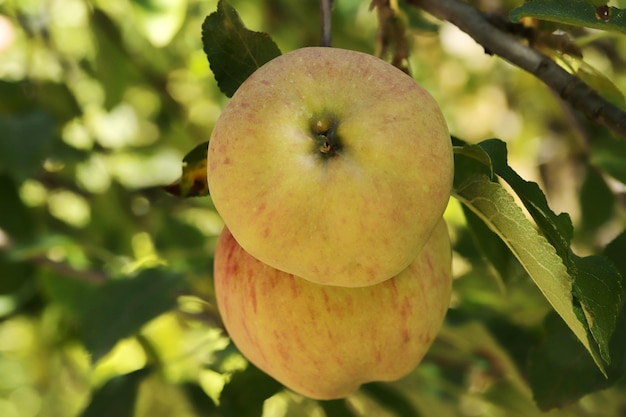 木にぶら下がっている熟したリンゴ