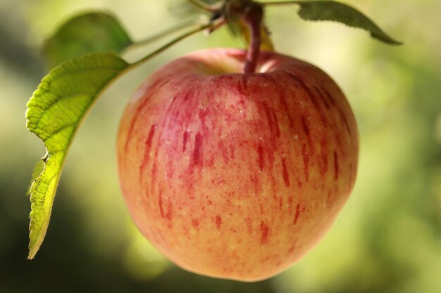 Ripe apples hanging in a tree