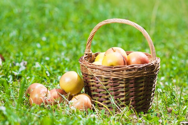 Фото Спелые яблоки в корзине на траве