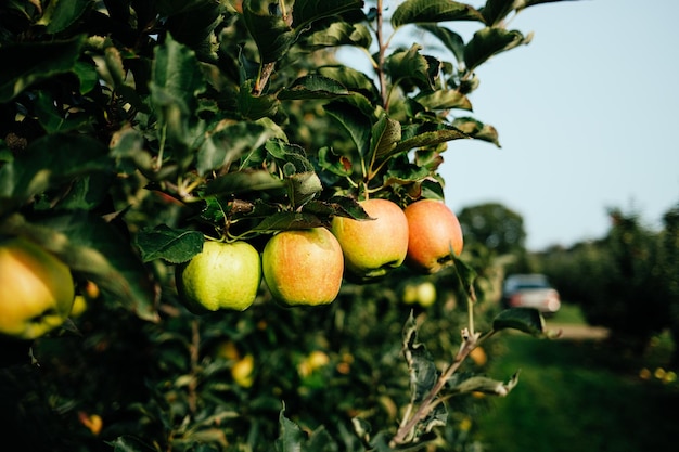 ripe apples in orchard ready for harvesting