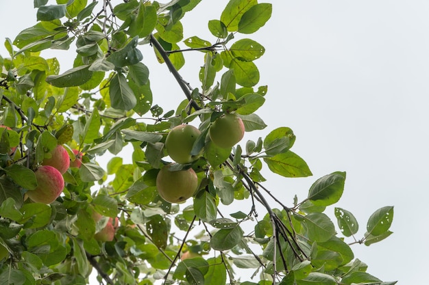 Ripe apples on a tree branch against the sky