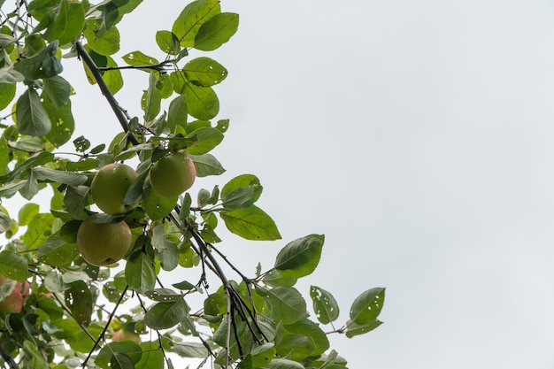 Ripe apples on a tree branch against the sky