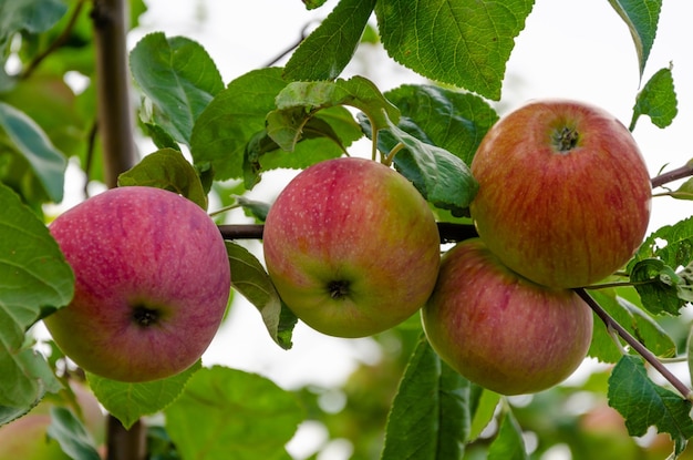 Ripe apples on a tree branch.