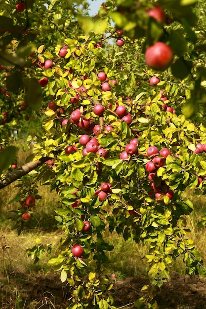 Ripe apples on the tree