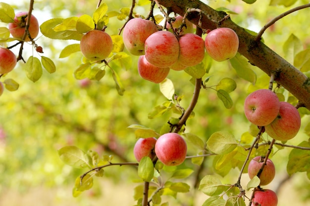 Ripe apples on the tree