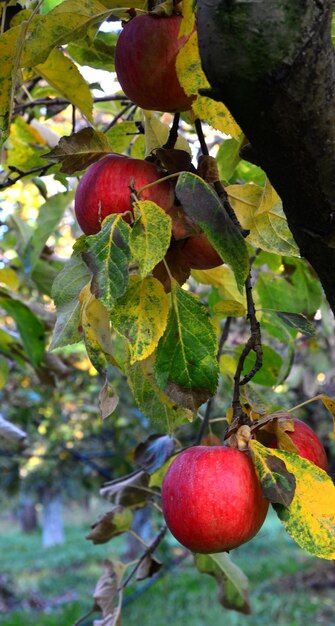 ripe apples on a tree