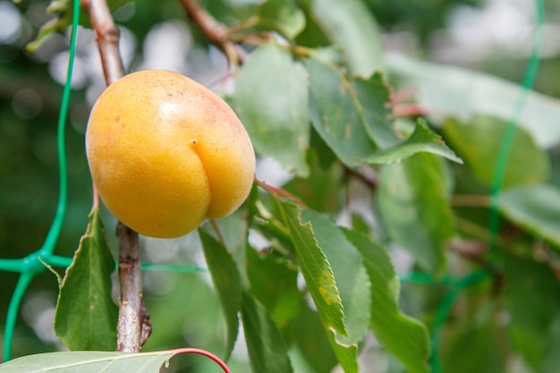 Спелый абрикос на ветке дерева в саду в летний день с естественным размытым фоном