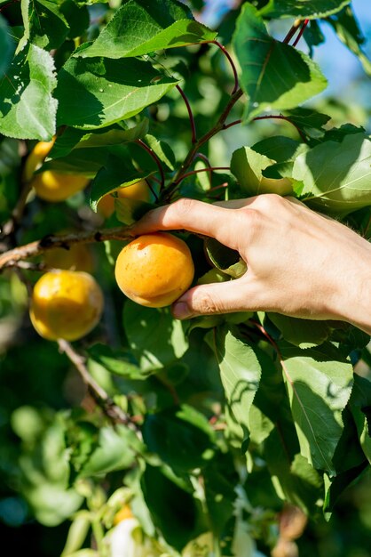 Foto i frutti maturi dell'albicocca vengono strappati dall'albero raccolto estivo