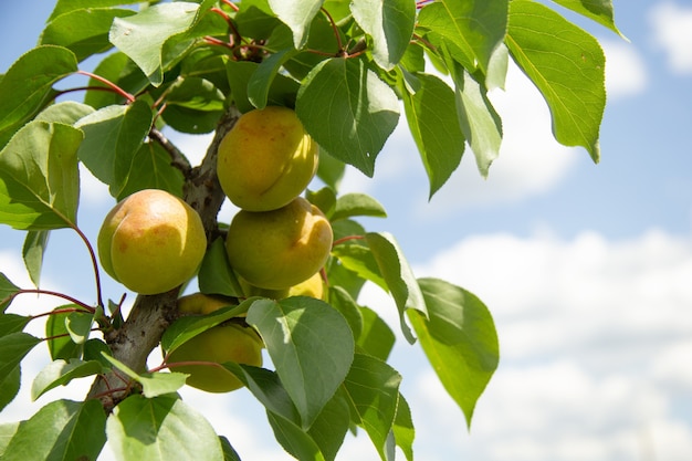 Ripe apricot fruits grow and hang on a branch against a blue sky with clouds.