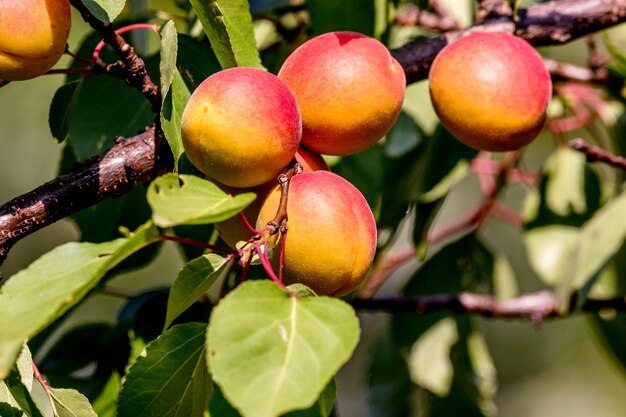 Ripe apricots clothed tree branch in the gardenxA