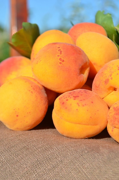 Ripe apricots on green background Fresh apricots on a wooden table