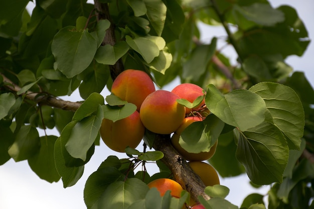 Ripe apricots grow on a tree in the garden Harvest fruits and berries Juicy and sweet fruit Food for a vegetarian