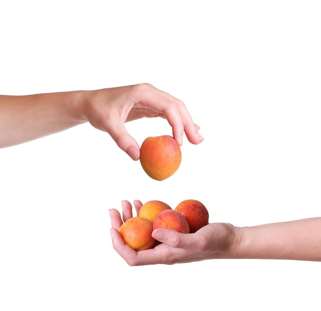 Ripe apricots in a hand on a white background