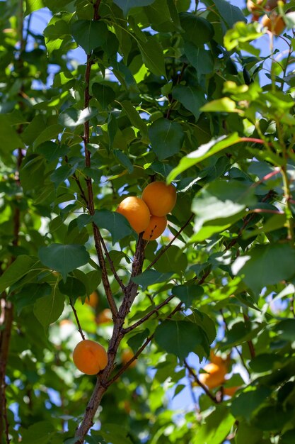 Ripe apricots and leaves on a branch