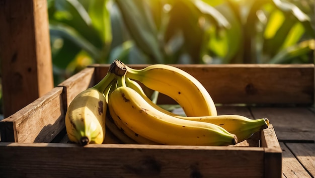 自然の中の木製の箱の中の熟したバナナ