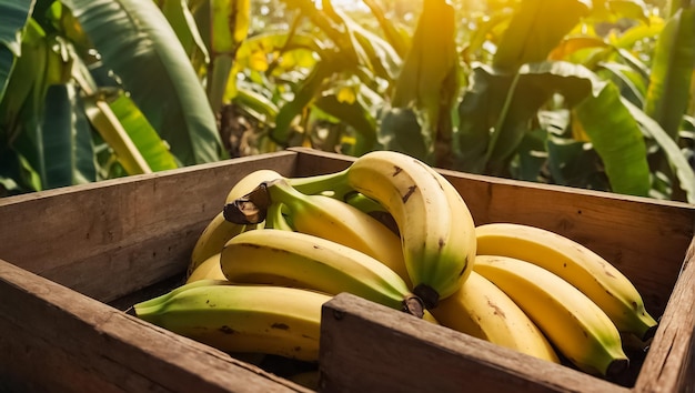 ripe banana in a wooden box in nature