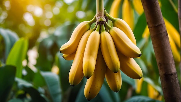 ripe bananas growing in nature