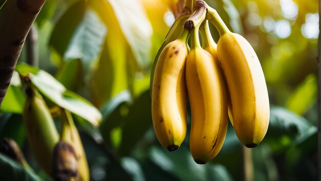 ripe bananas growing in nature