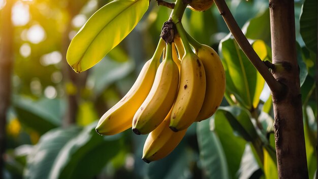 ripe bananas growing in nature