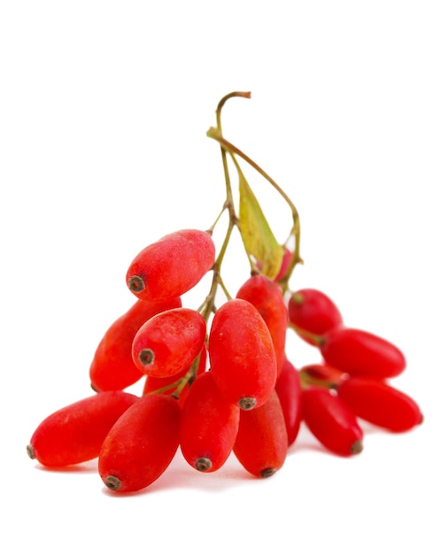 Ripe barberries on branch isolated white