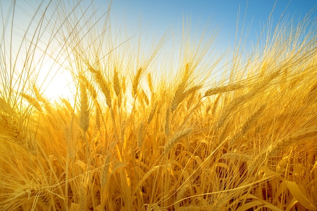 Ripe barley ears in a field, dramatic wide angle closeup