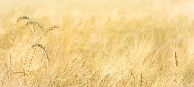 Ripe barley spikes in a field, panorama with copy space