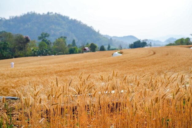 Ripe Barley wheat field against mountain scape background