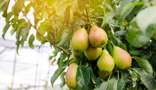 Ripe beautiful green pears grow in the garden fruits on the tree after rain healthy natural fruits selective focus