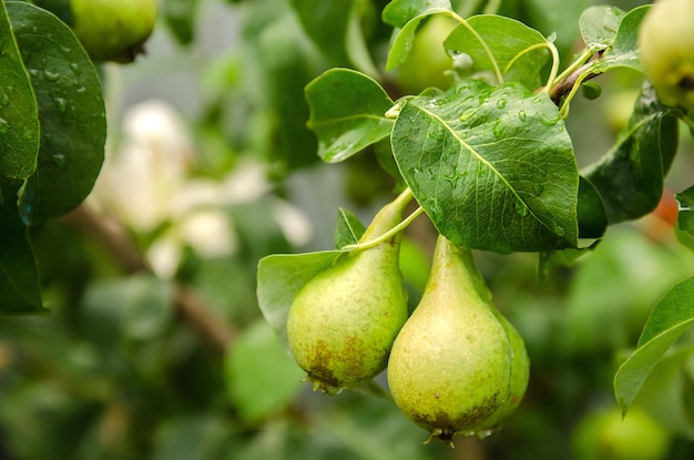 熟した美しい緑の梨は庭で育ちます雨の後の木の果物