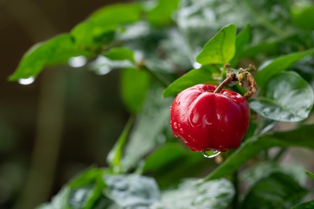 Ripe bell pepper in a greenhouse