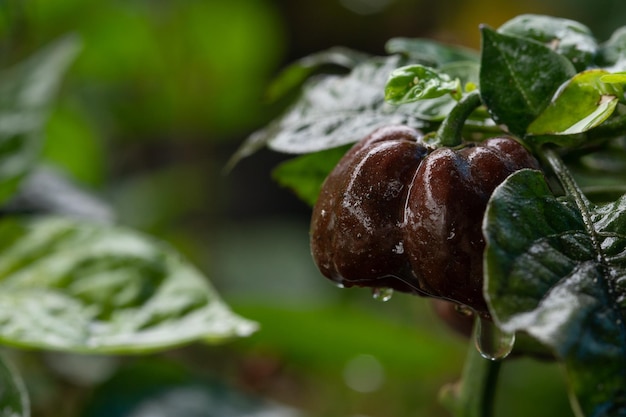 Ripe bell pepper in a greenhouse