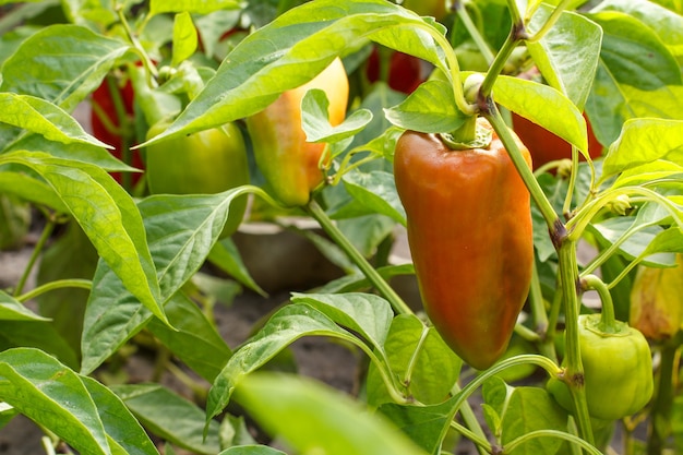 写真 庭のベッドに生えている茂みの緑の葉と熟したピーマン。ブルガリアまたはピーマンの植物。