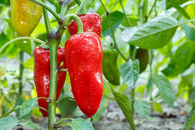 Ripe bell peppers with water drops growing on the garden bed. Bulgarian or sweet pepper plants. Shallow depth of field.