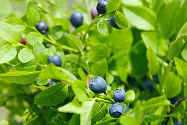 Photo ripe berries of bilberry grow in forest bilberrybush growing in forest blueberry in wood harvesting whortleberries