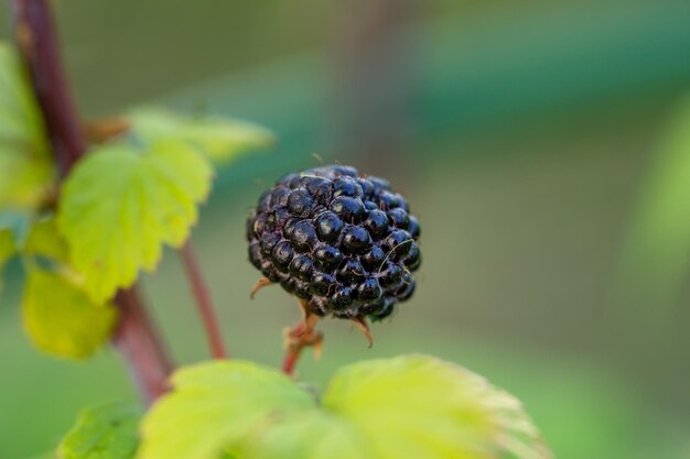 Ripe berries of black raspberries on a green background in the summer macro photography.