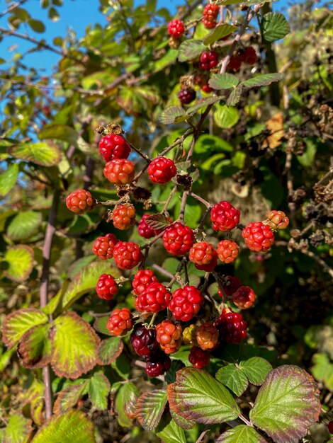 Ripe berries of a blackberry on a branch in the garden